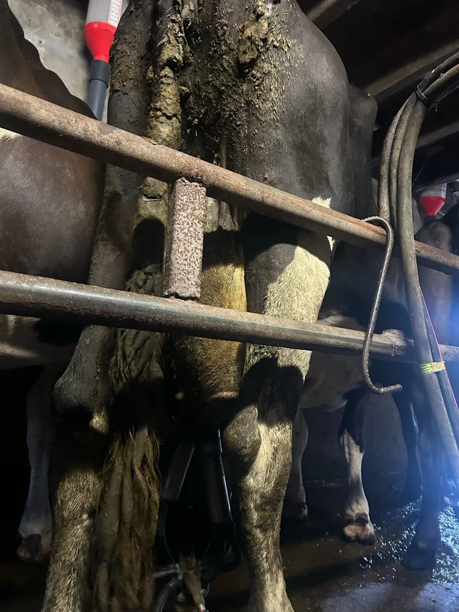 Cows to rare calves - Image 2