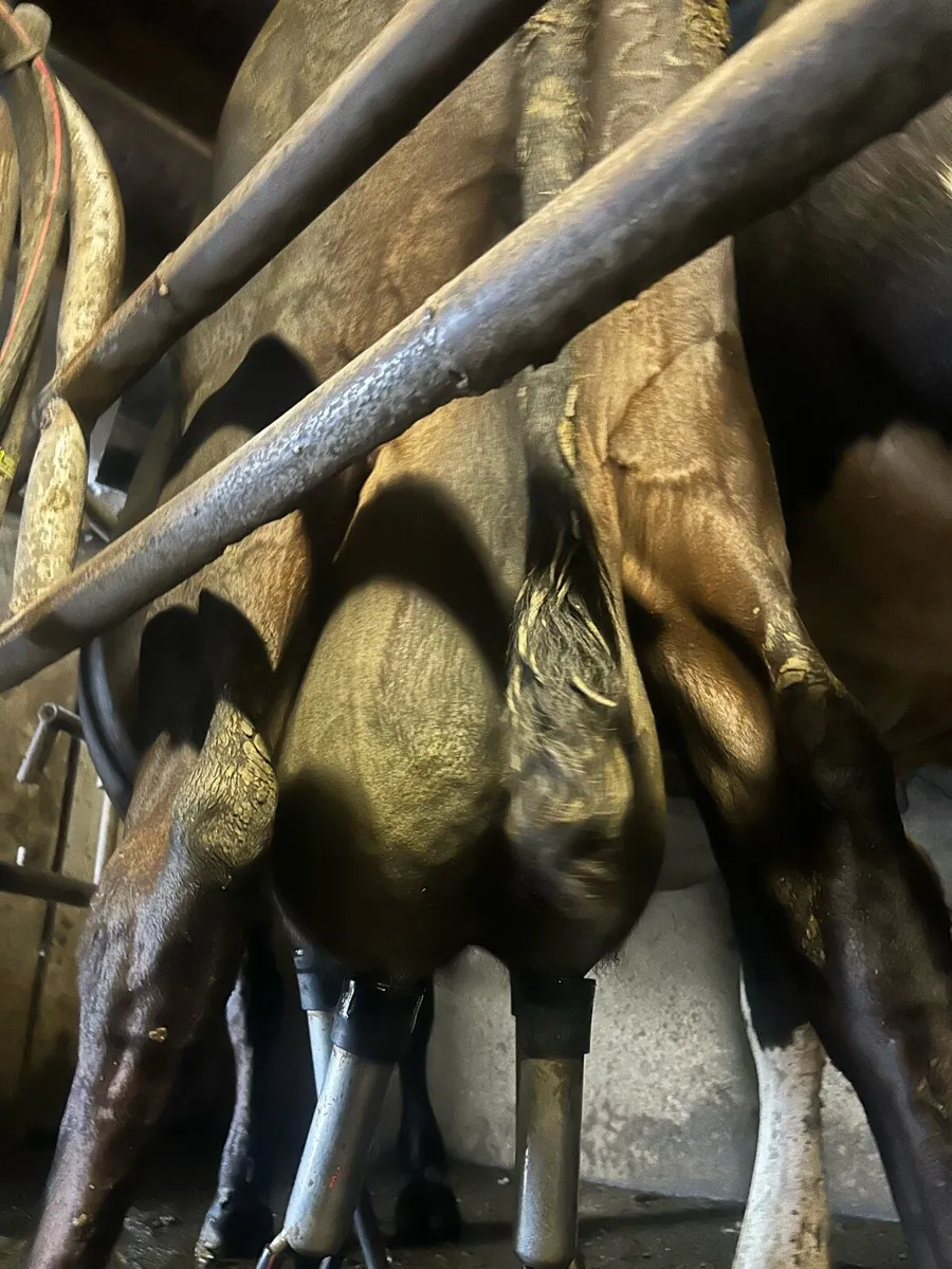 Cows to rare calves - Image 3