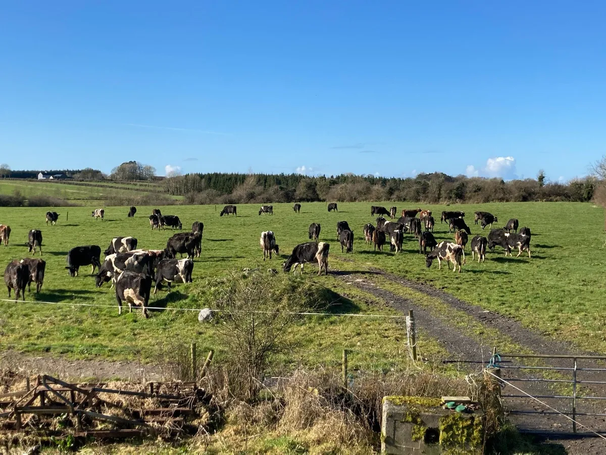 Cows to rare calves - Image 1