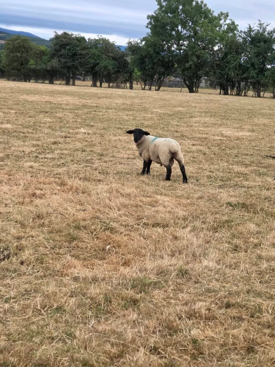 Store lambs - Image 1