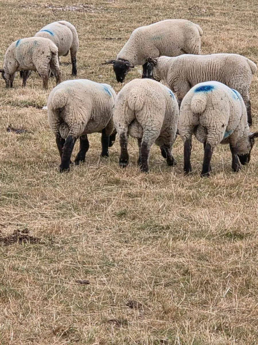 Store lambs - Image 2