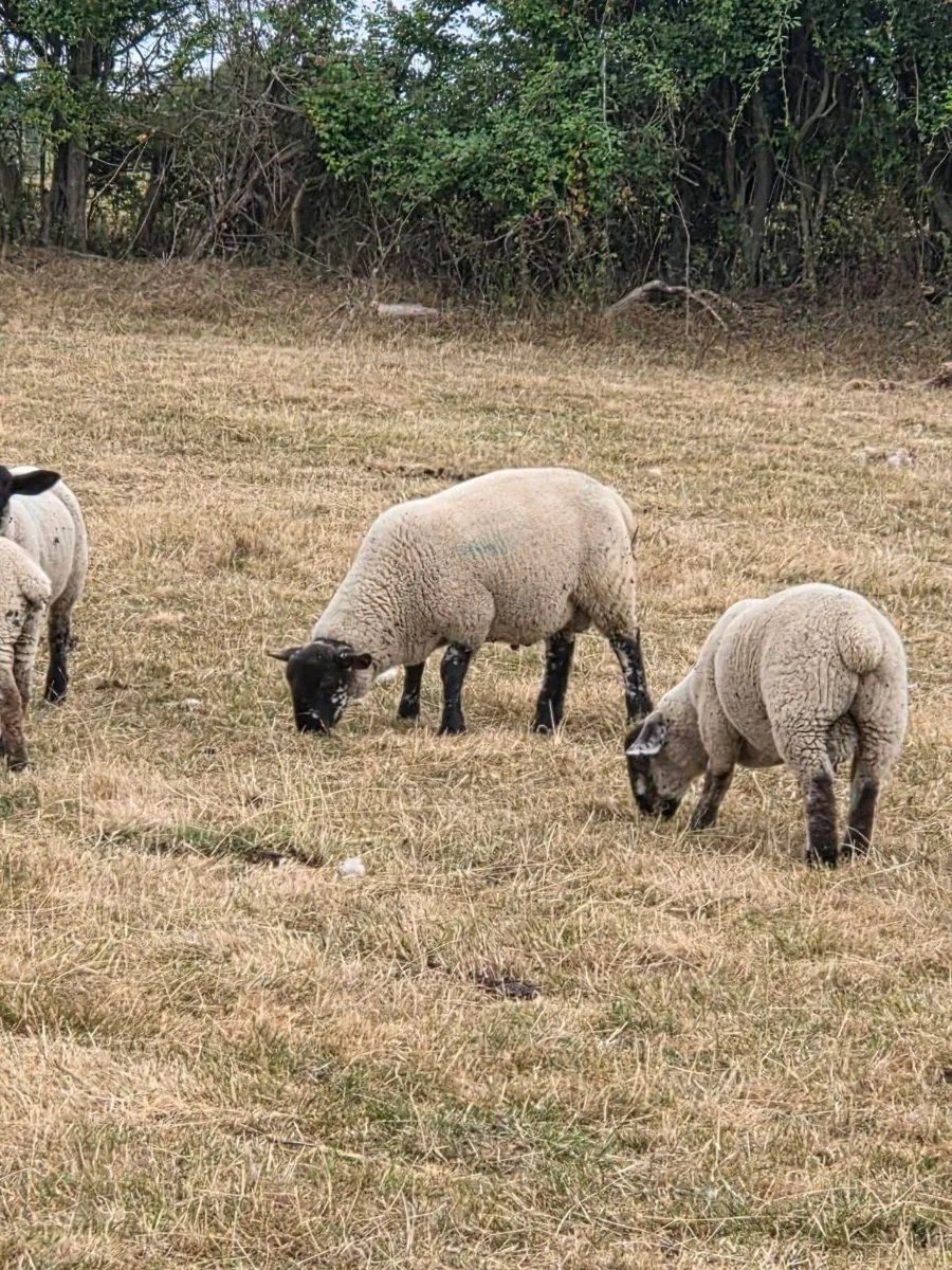 Store lambs - Image 3