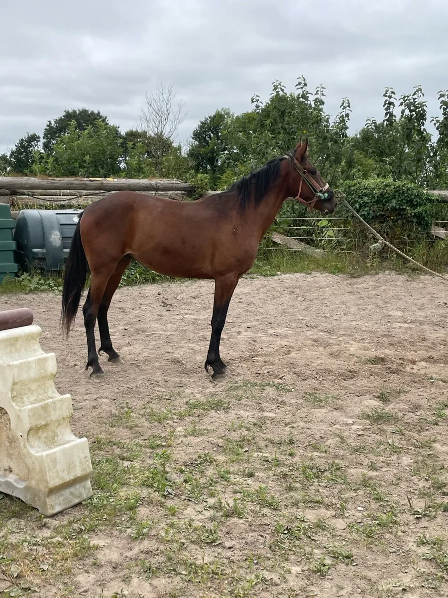 3 year old gelding - Image 1
