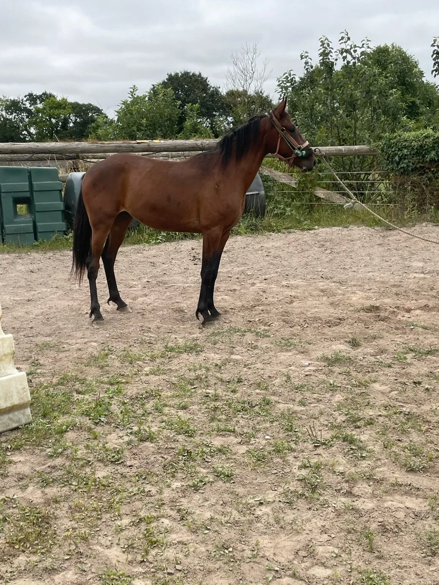 3 year old gelding - Image 2