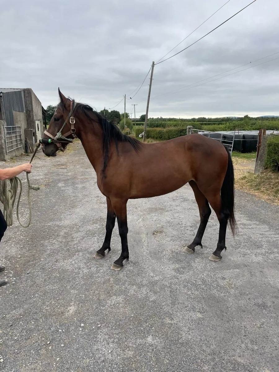 3 year old gelding - Image 3