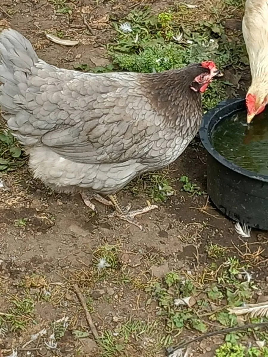 Chickens and duck - Image 3