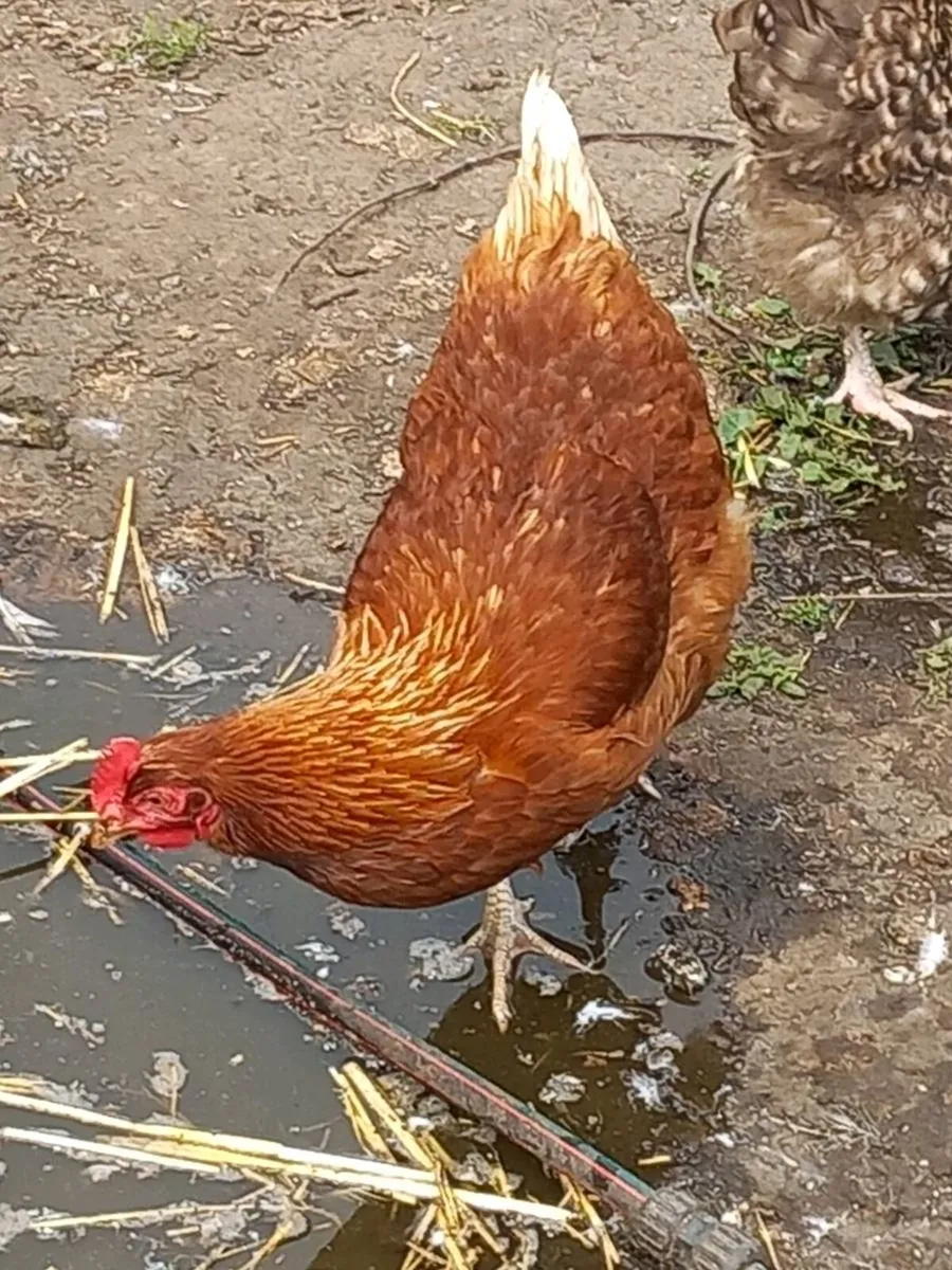 Chickens and duck - Image 4