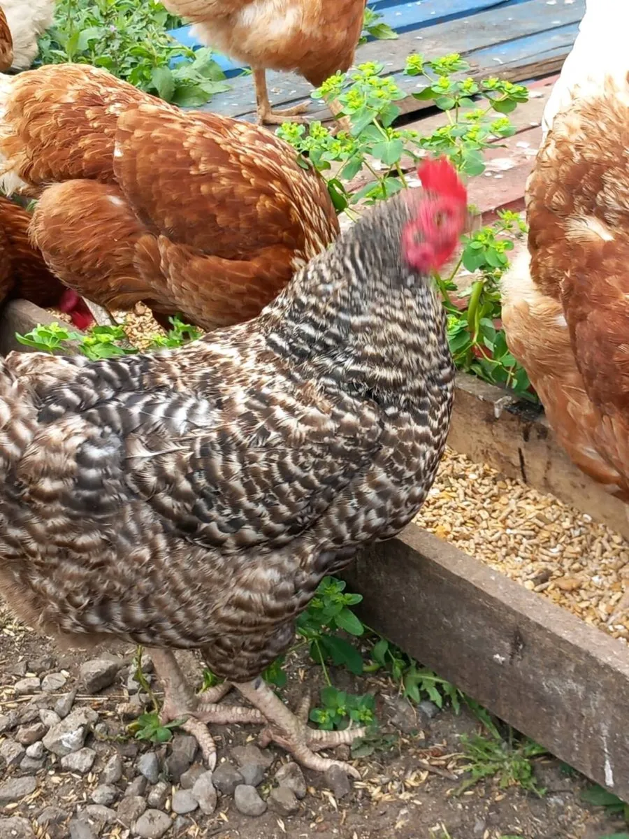 Chickens and duck - Image 1