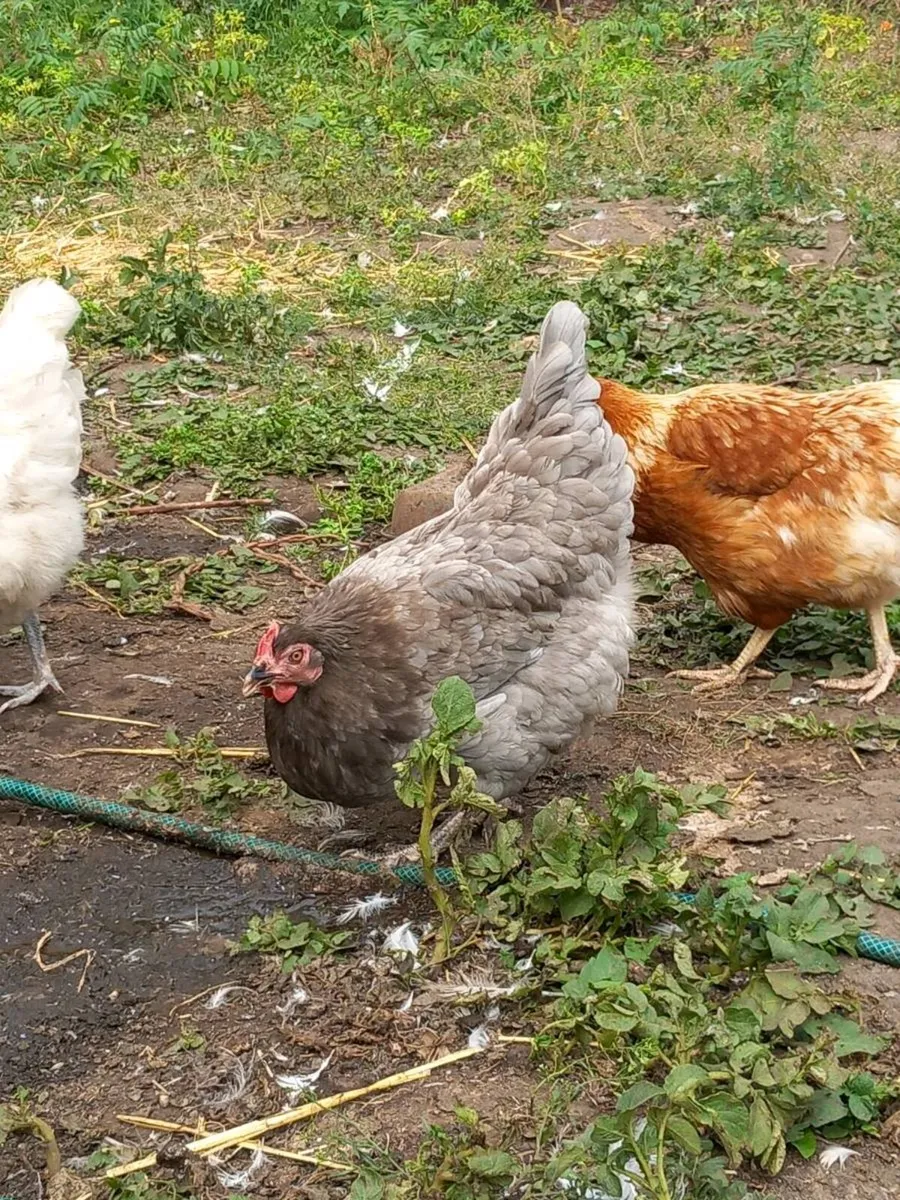 Chickens and duck - Image 2