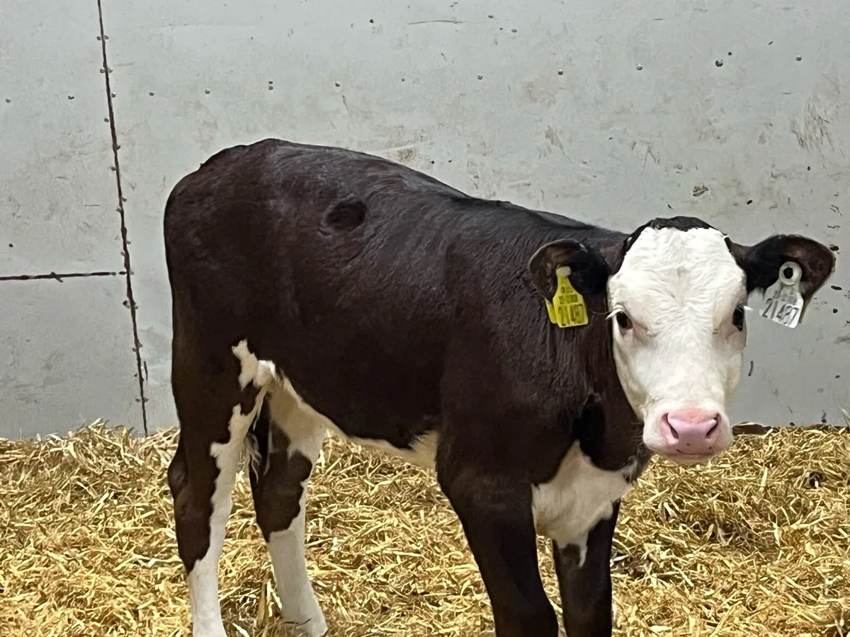 SERIOUS AA & HE CALVES - Image 2