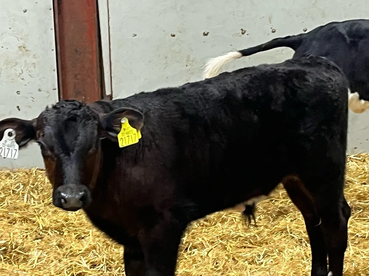 SERIOUS AA & HE CALVES - Image 3