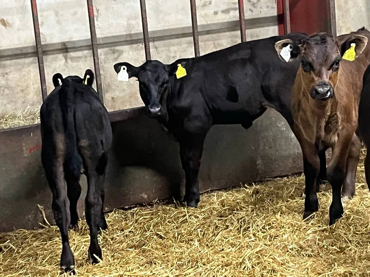 SERIOUS AA & HE CALVES - Image 4