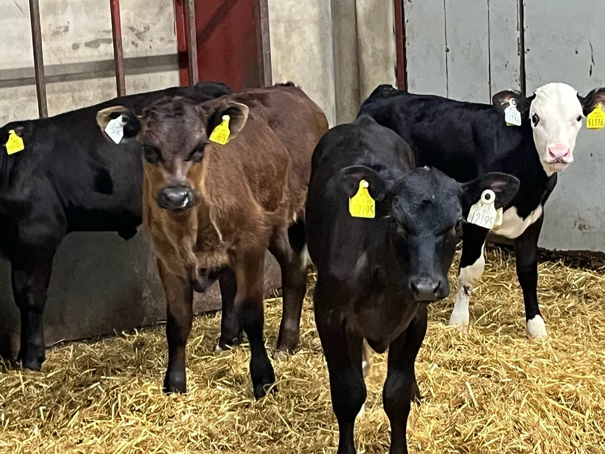 SERIOUS AA & HE CALVES - Image 1