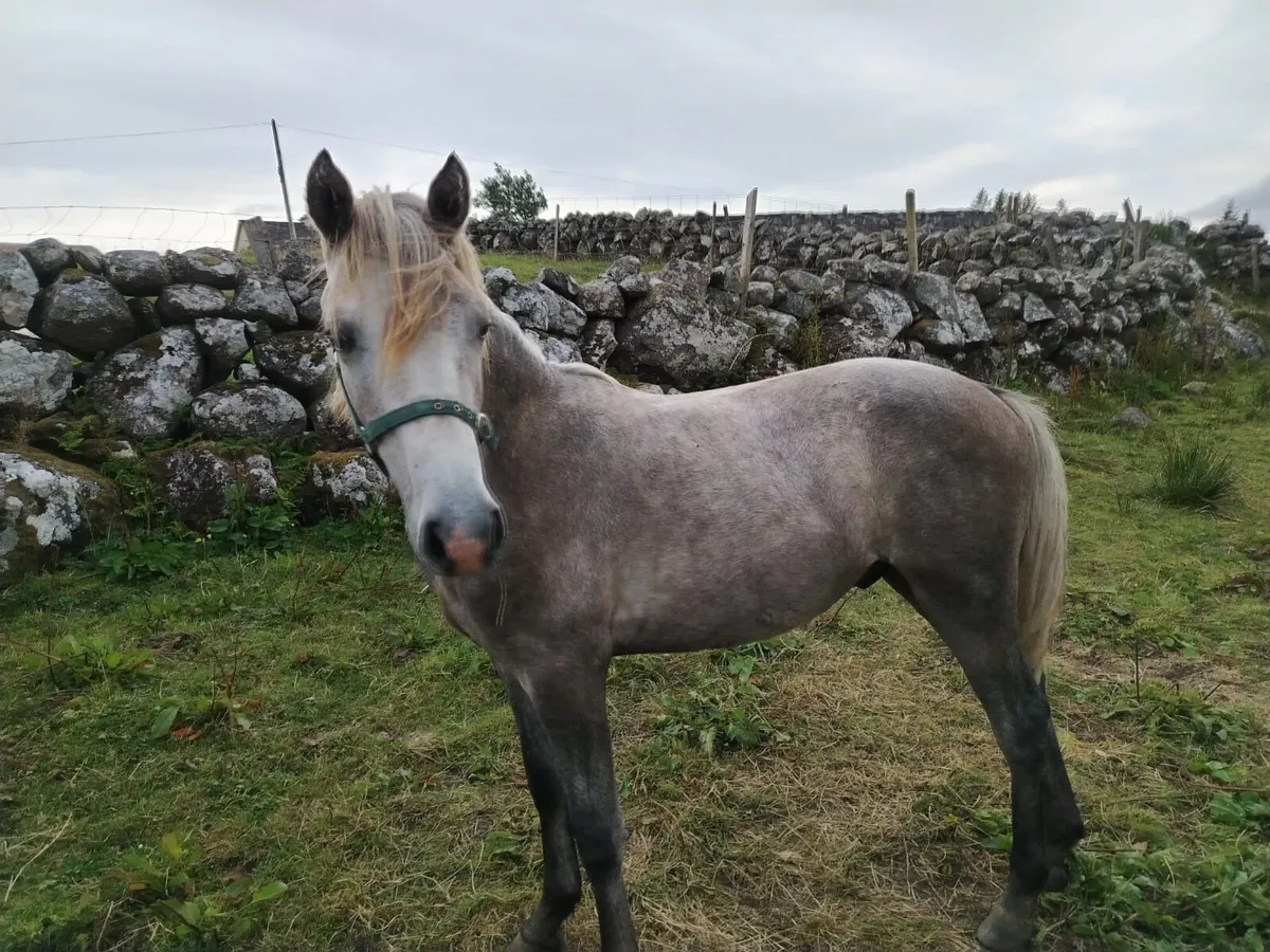 14 month Connemara pony colt - Image 2
