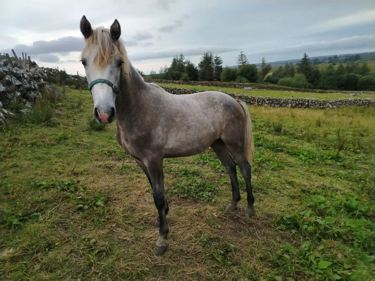 14 month Connemara pony colt - Image 1