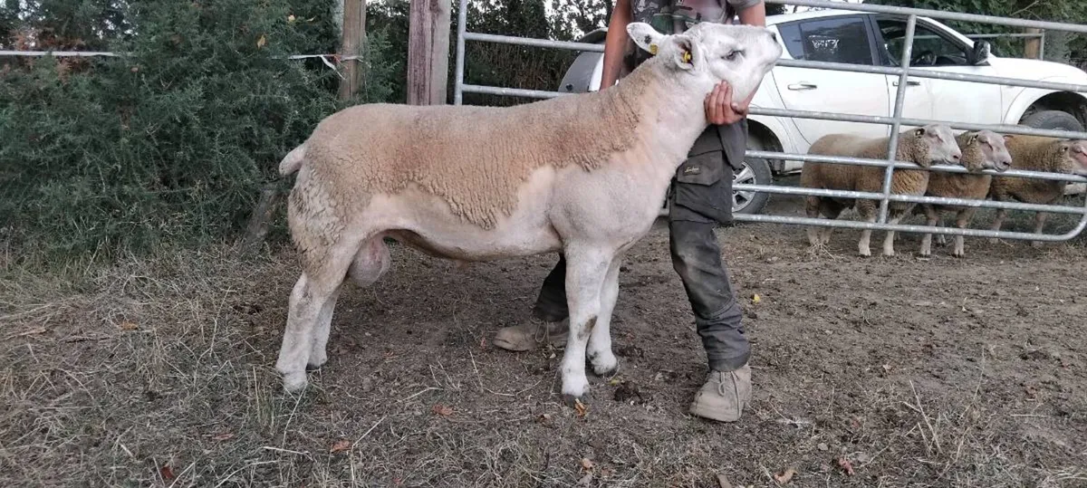 Texal hogget ram - Image 1