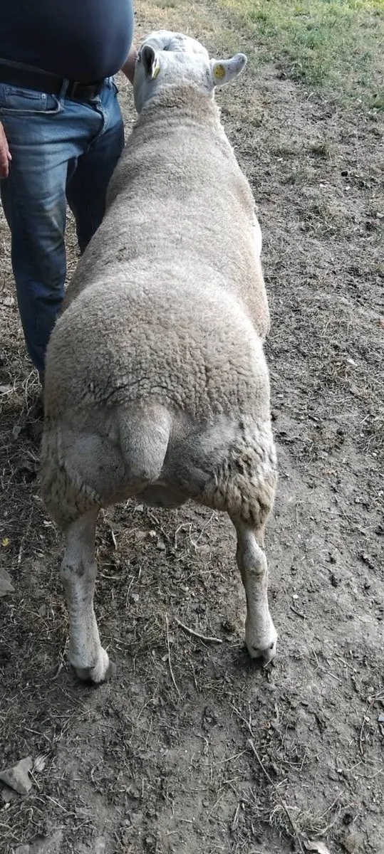 Texal hogget ram - Image 2