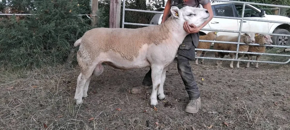 Texal hogget ram - Image 3