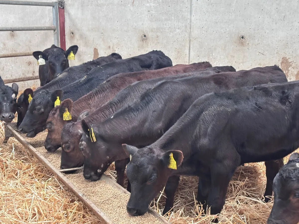 9 Angus grass calves for sale @€540 - Image 2