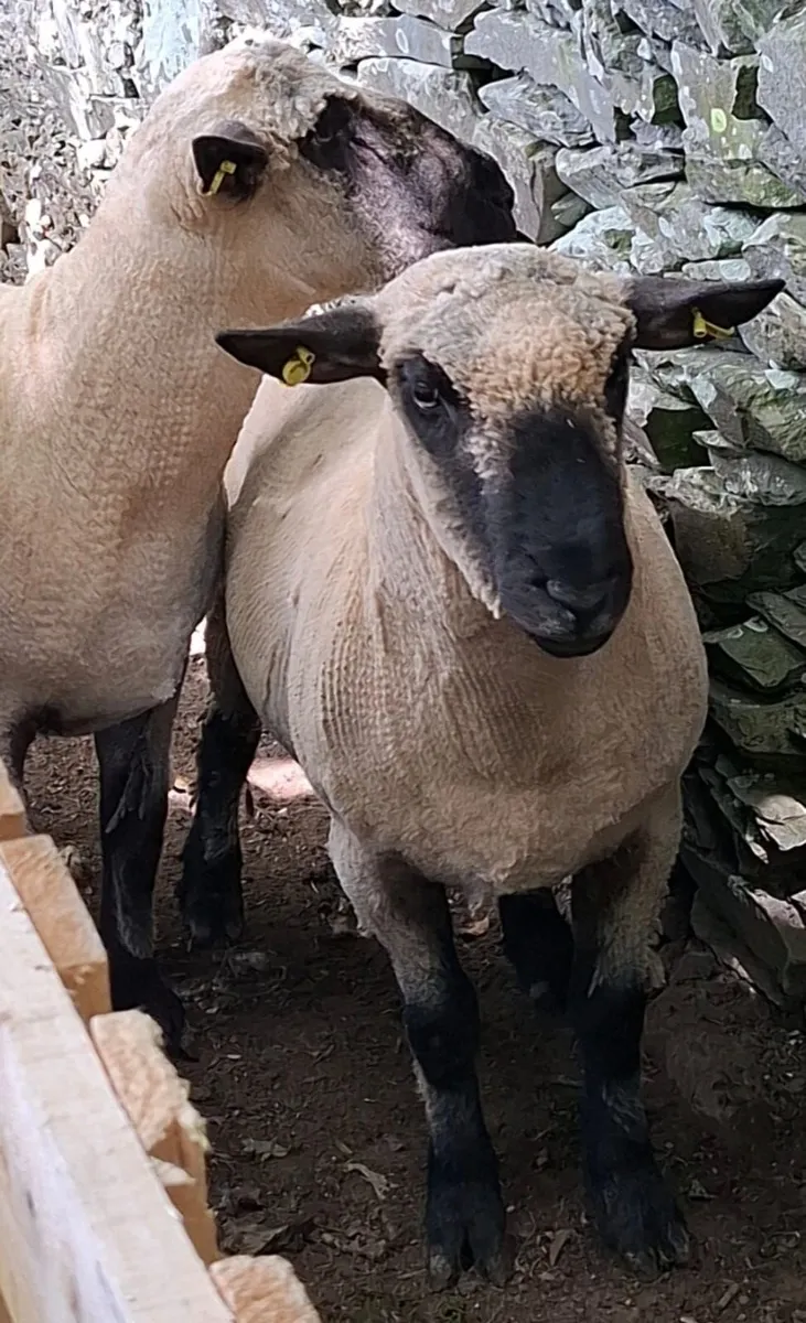 Hampshire Down Rams - Image 3