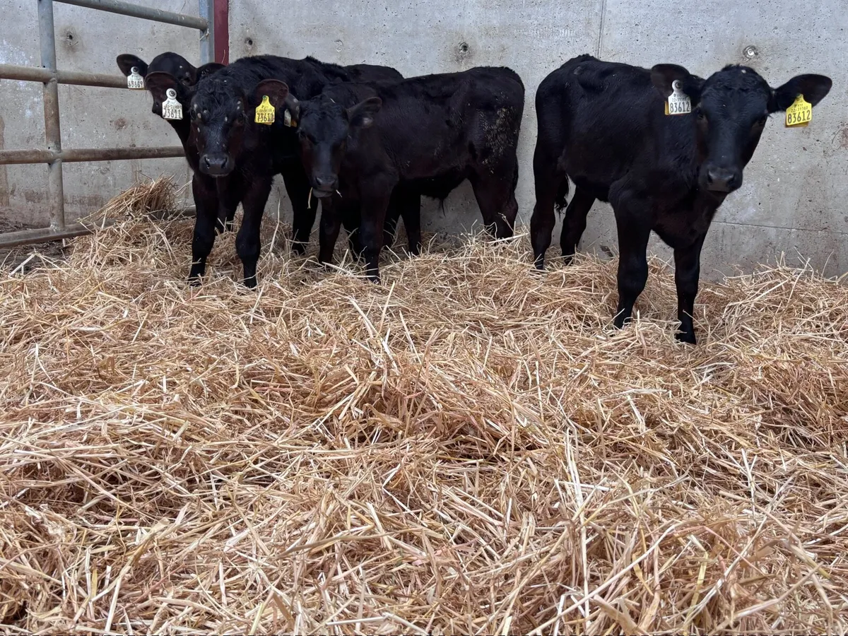 9 Angus grass calves for sale @€540 - Image 3