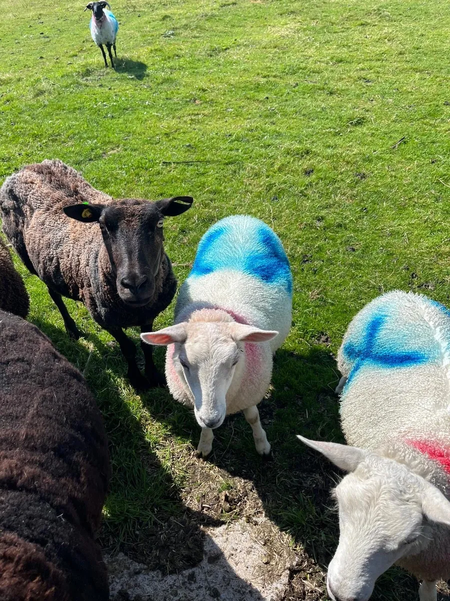 Sheep - Image 1
