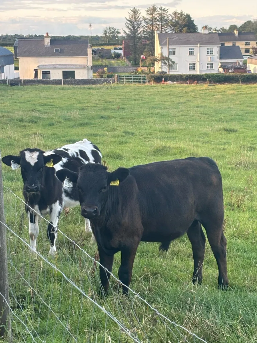 Bull runners x6 - Image 1