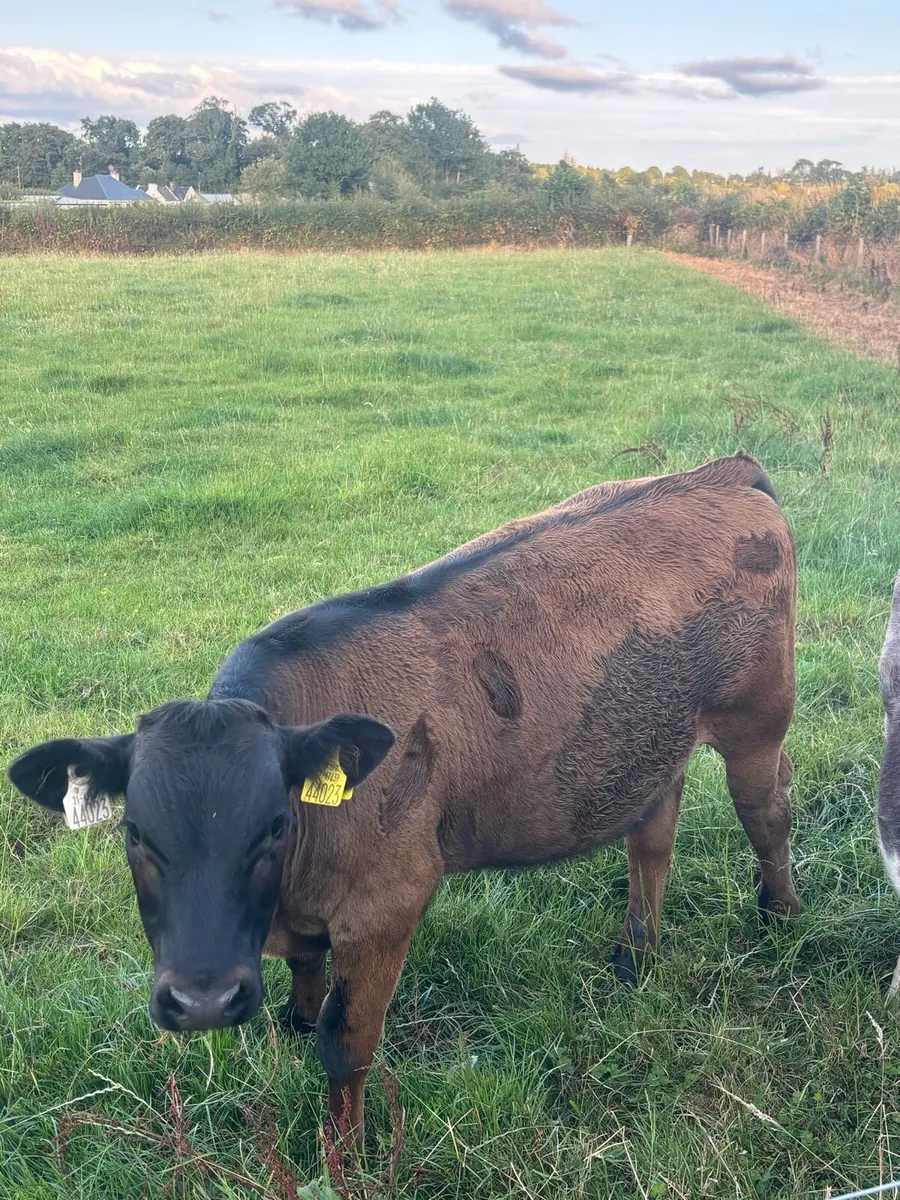 Bull runners x6 - Image 2