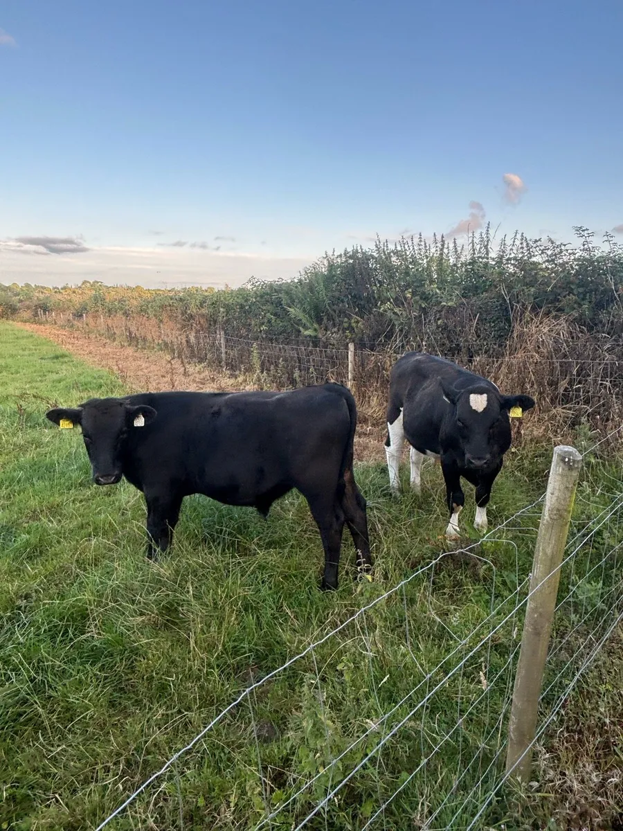 Bull runners x6 - Image 4