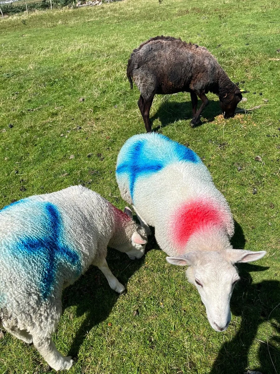 Sheep - Image 2