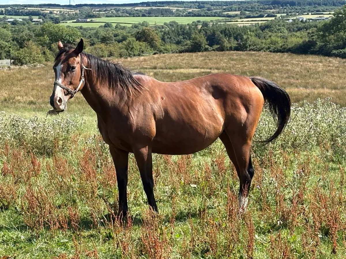 TB Mare For Sale - Image 1