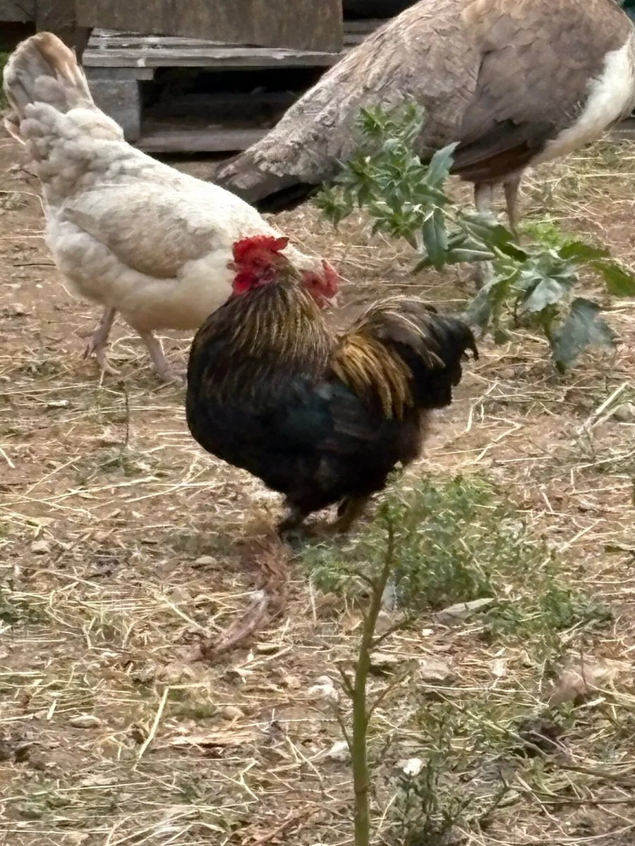 Free Roosters - Image 3