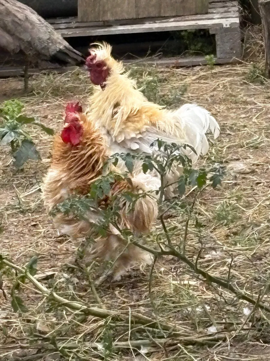 Free Roosters - Image 4