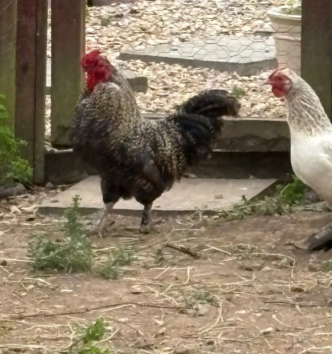 Free Roosters - Image 1