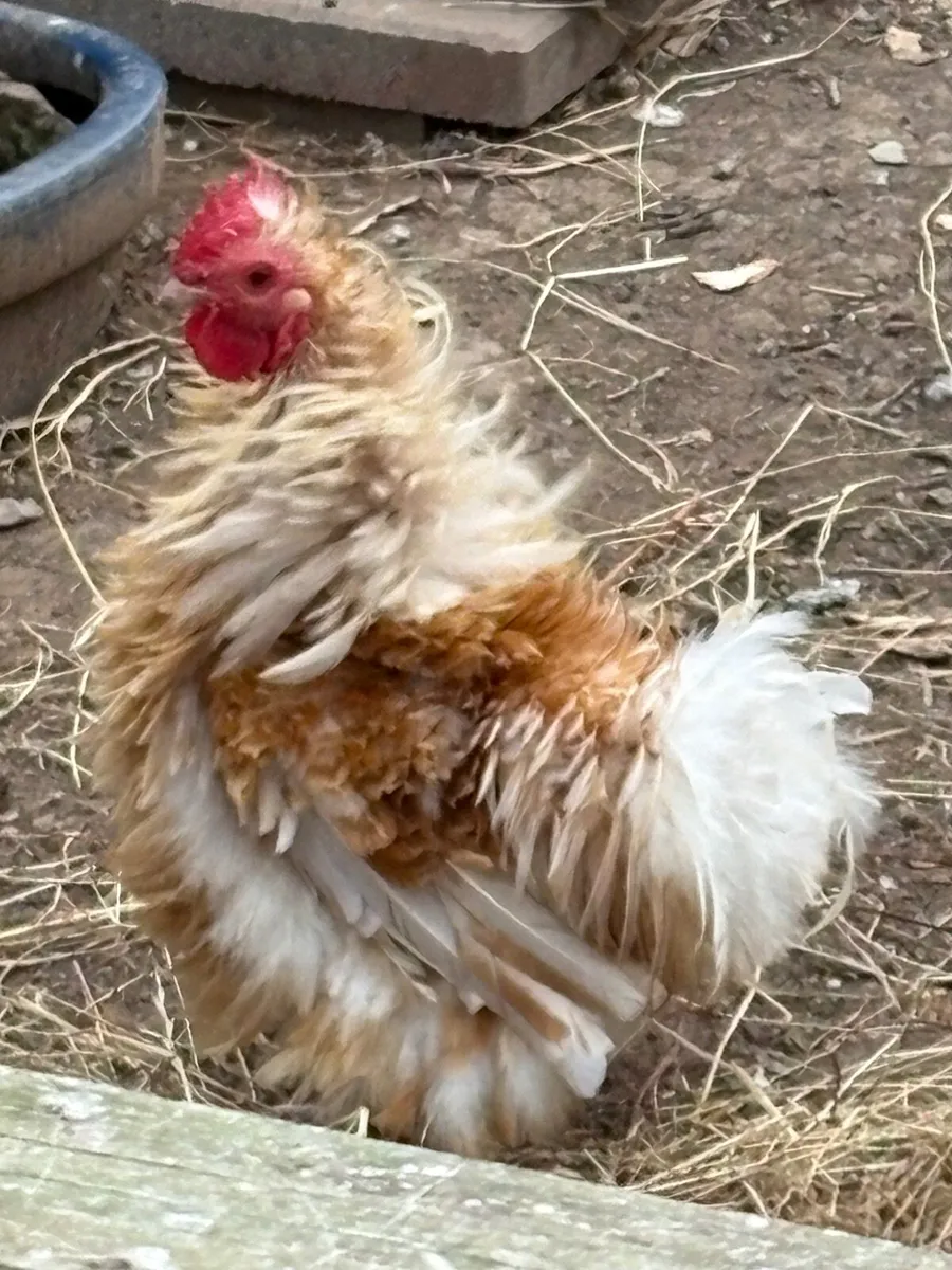 Free Roosters - Image 2