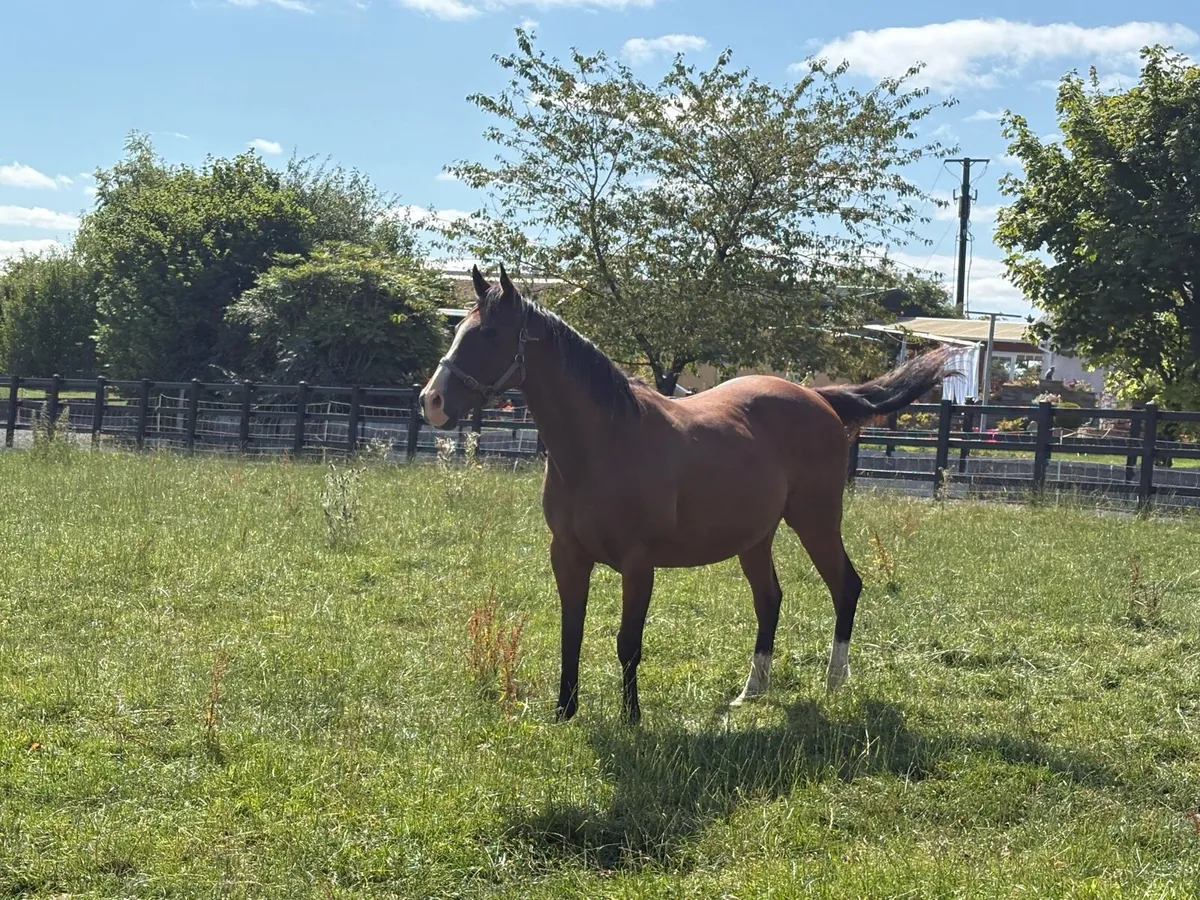 TB Mare For Sale - Image 2