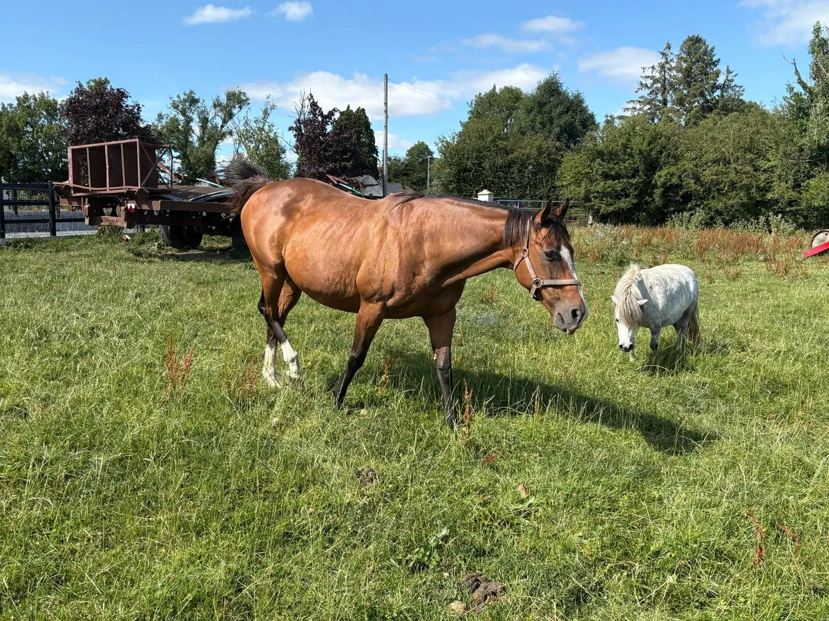 TB Mare For Sale - Image 3