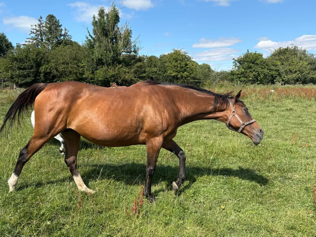 TB Mare For Sale - Image 4