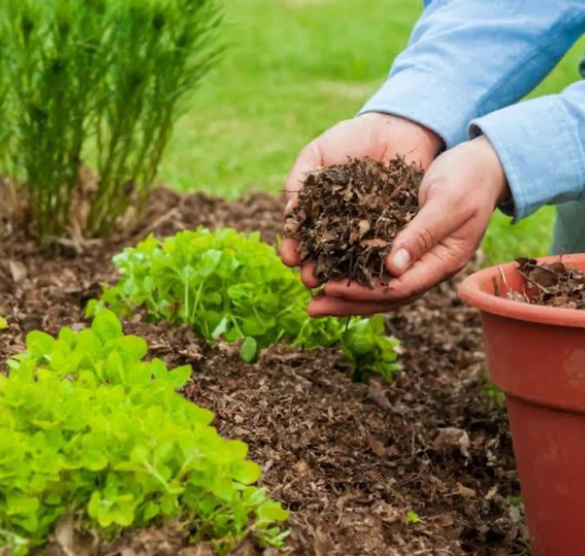Garden Mulch