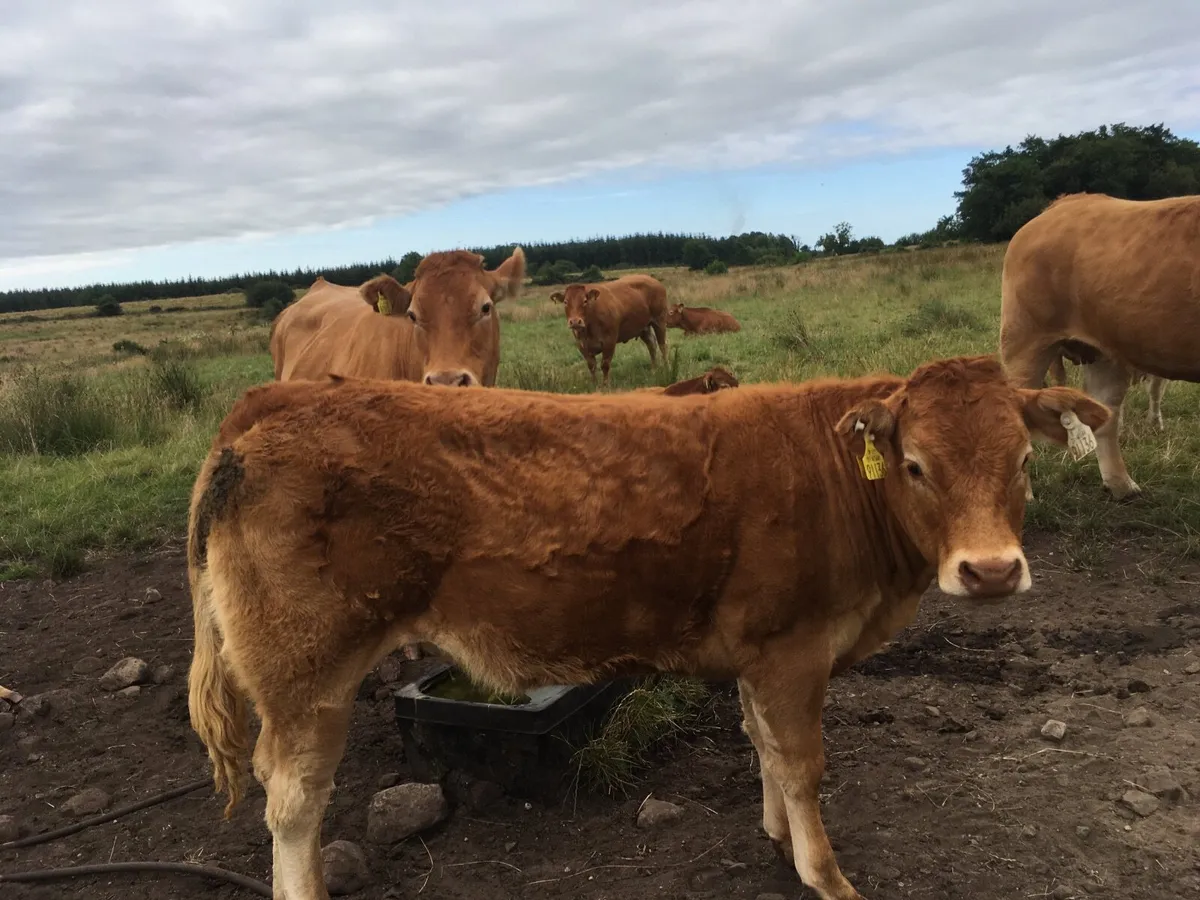 Limousin heifers at Elphin Mart 3rd August - Image 1