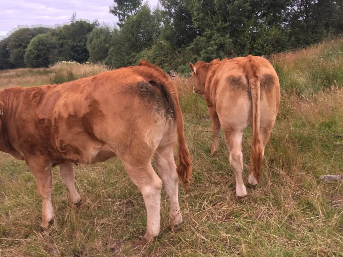 Limousin heifers at Elphin Mart 3rd August - Image 2