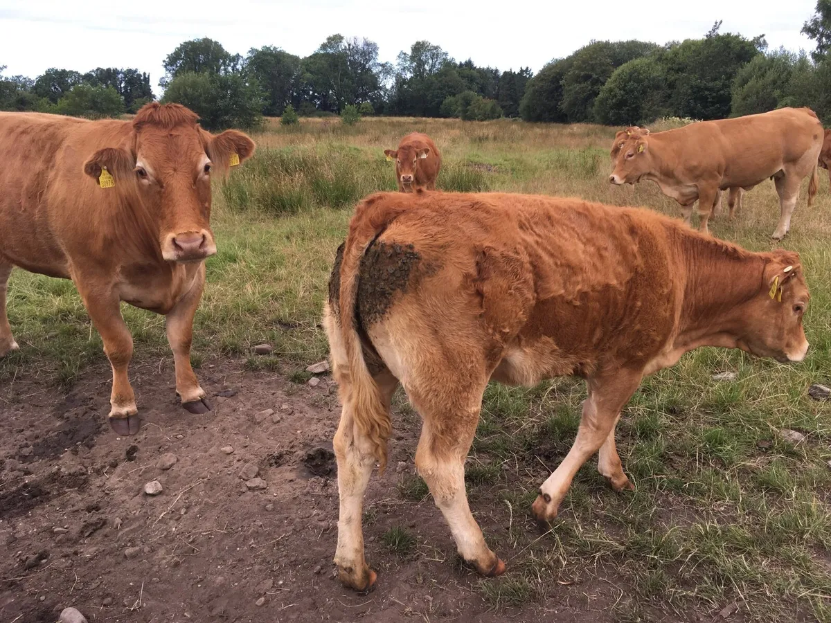 Limousin heifers at Elphin Mart 3rd August - Image 3