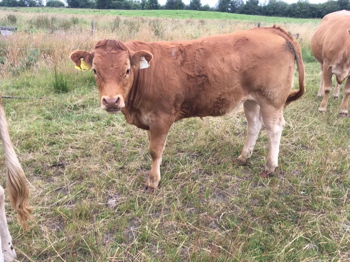 Limousin heifers at Elphin Mart 3rd August - Image 4