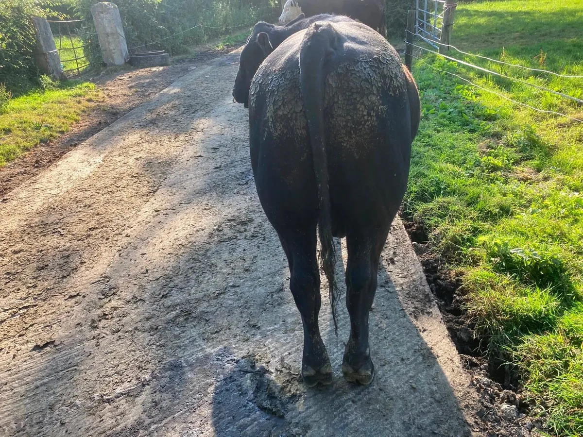 Pedigree Angus Bull - Image 3