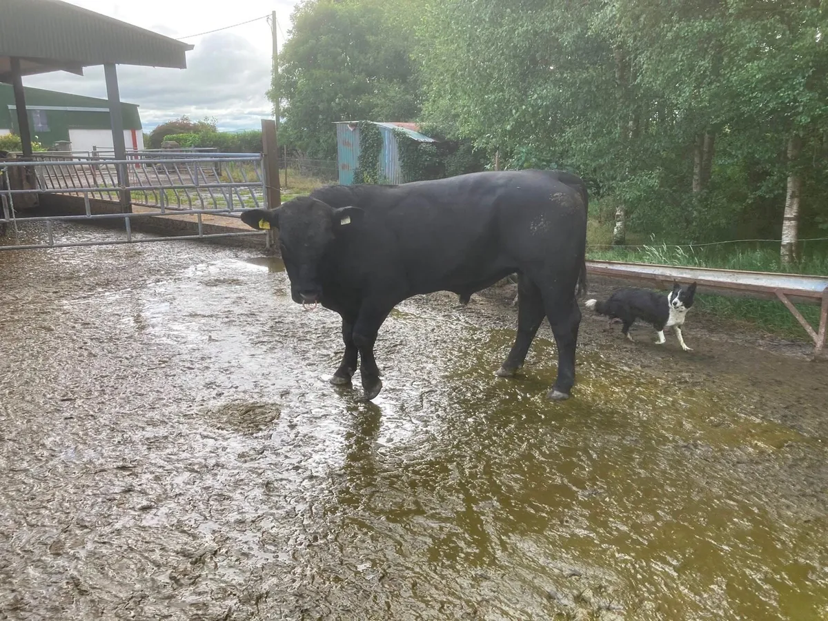 Pedigree Angus Bull - Image 4