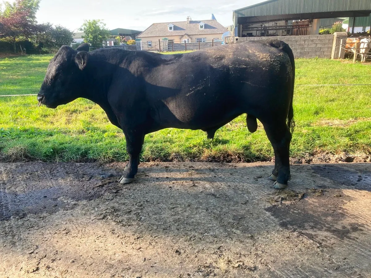 Pedigree Angus Bull - Image 2