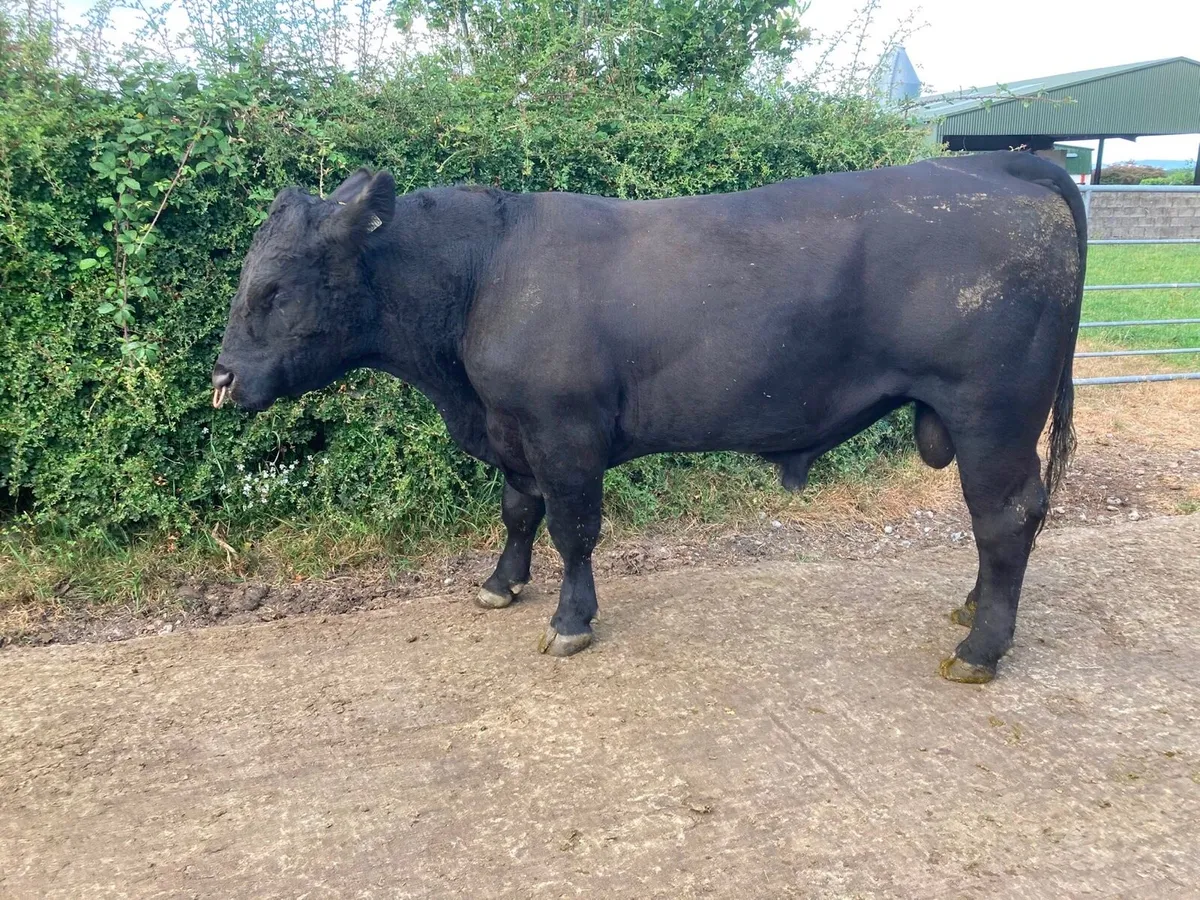 Pedigree Angus Bull - Image 1