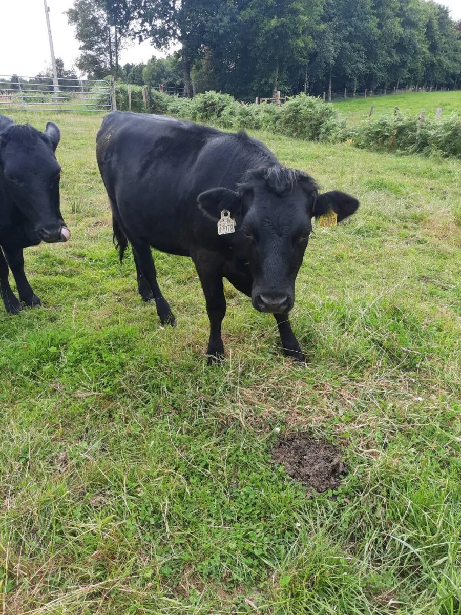 Purebred Kerry Heifer - Image 1