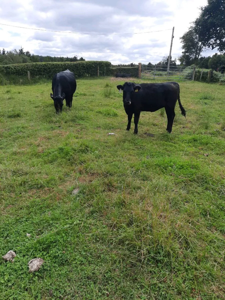 Purebred Kerry Heifer - Image 2