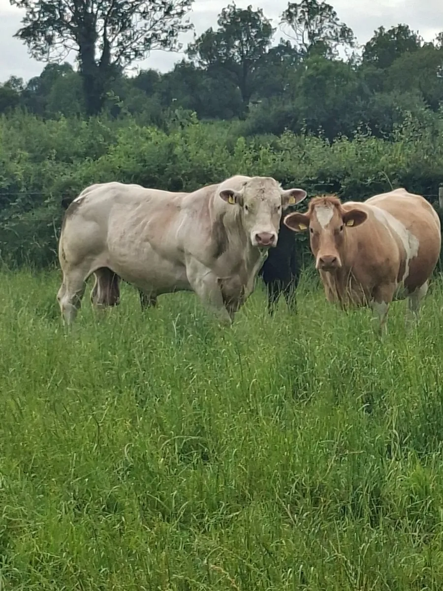 Charolais Bull - Image 1